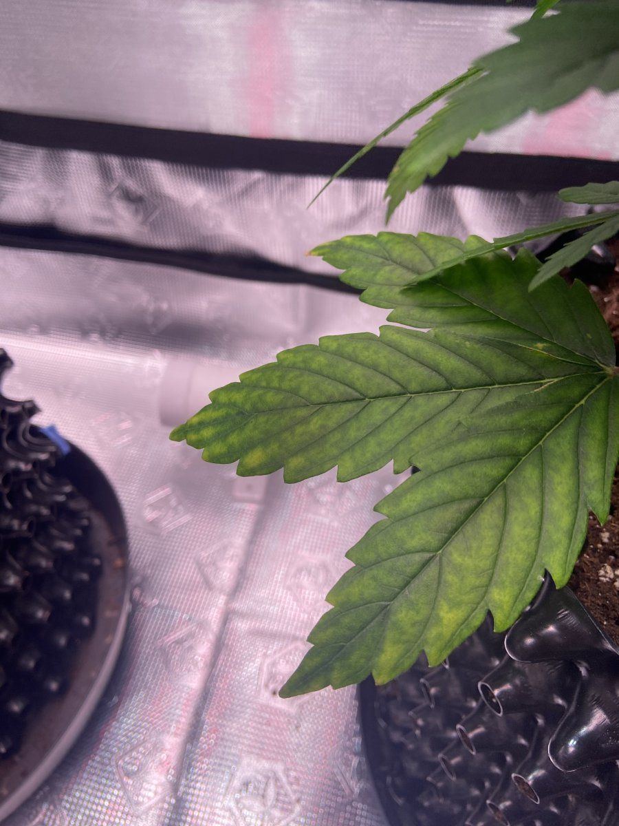 Week 7 autoflower is this potassium deficiency 3