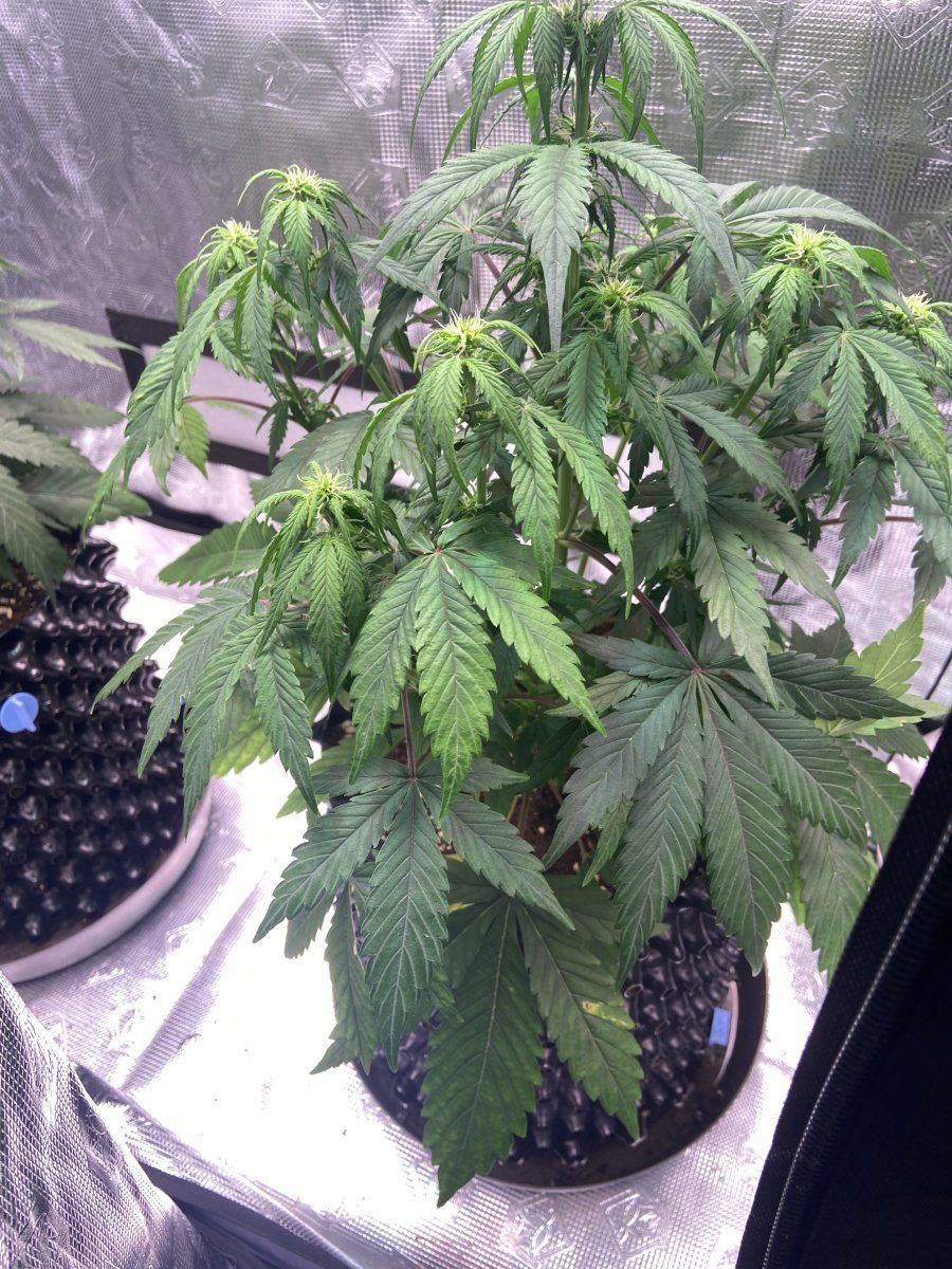 Week 7 autoflower is this potassium deficiency 4