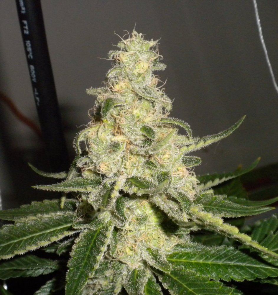 Week 7 day 43 bluewidowbud1