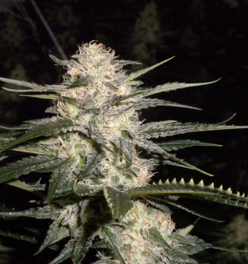 Week 7 day 43 DP12bud1