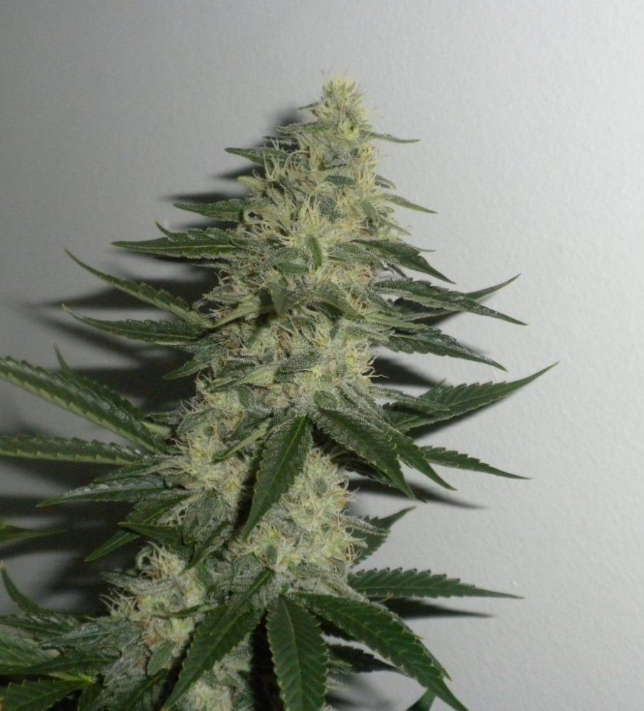 Week 7 day 43 DP6bud1