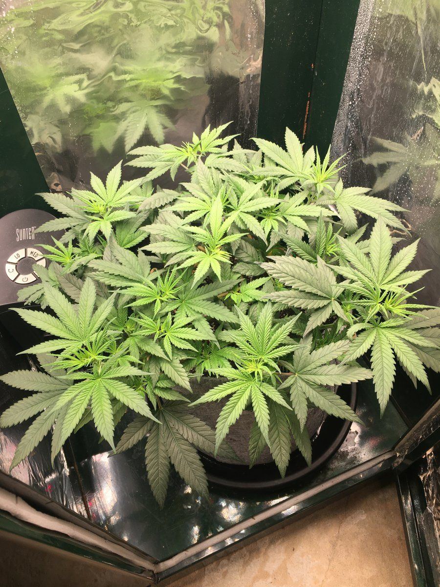 Week 7 F1