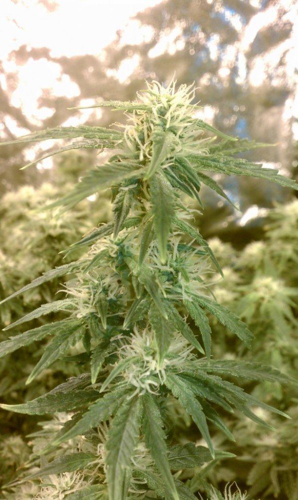 WEEK 7