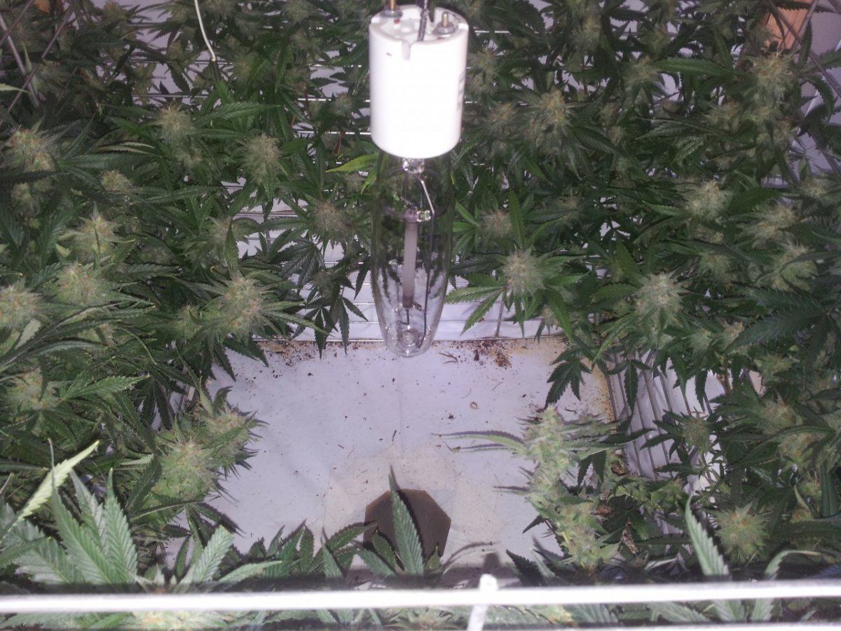 Week 7
