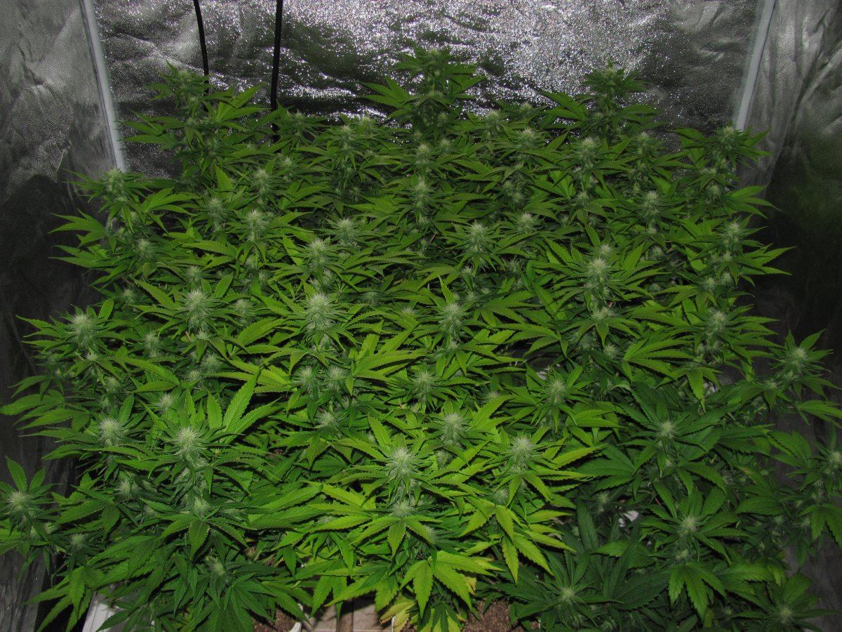 Week 7