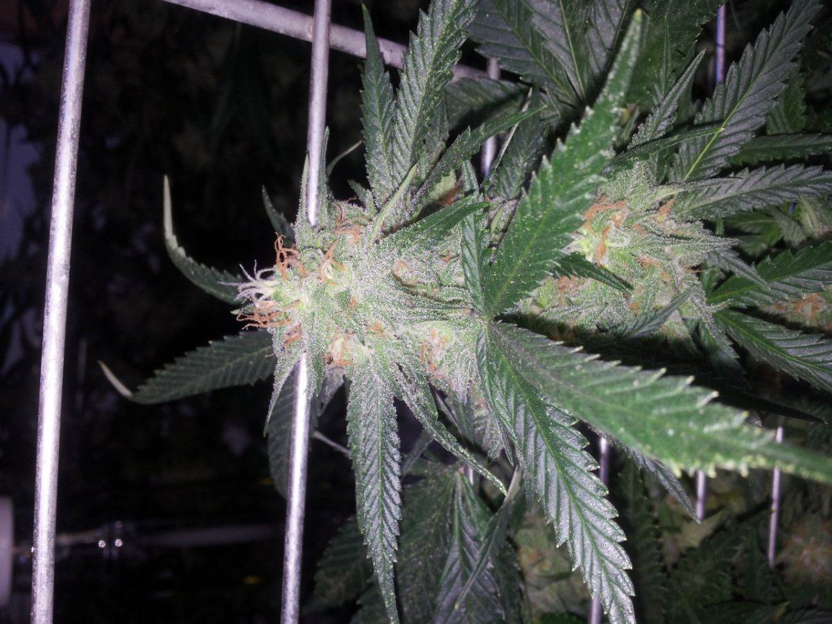 Week 7 nug