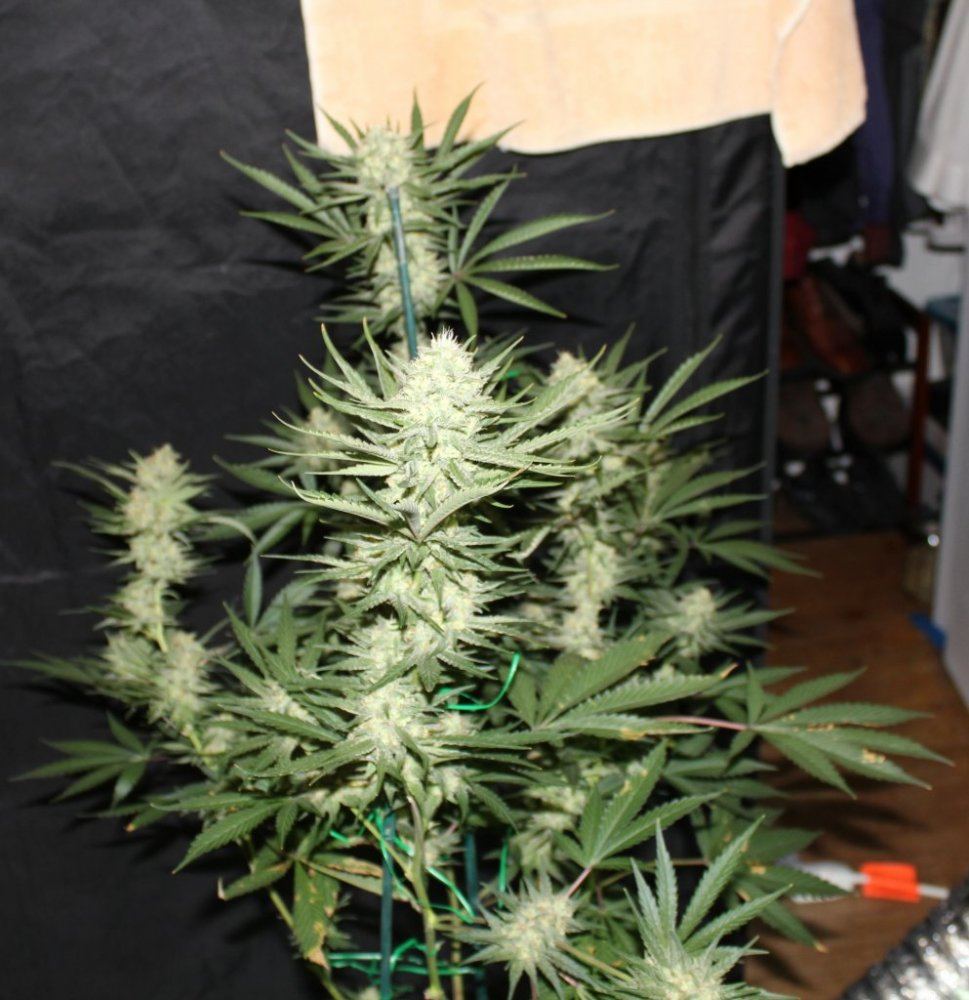 Week 7   Pheno1a