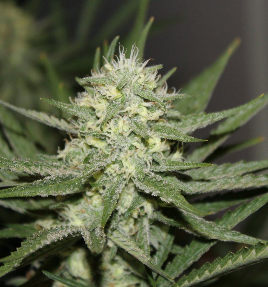 Week 7   Pheno1b