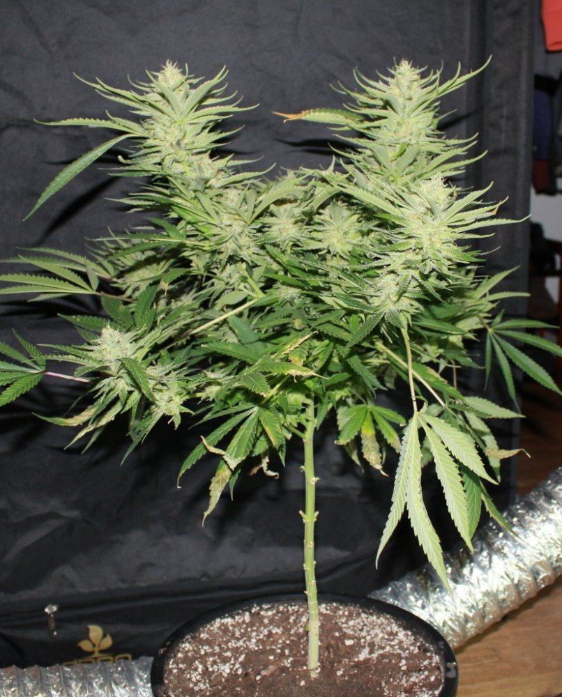 Week 7   Pheno2a