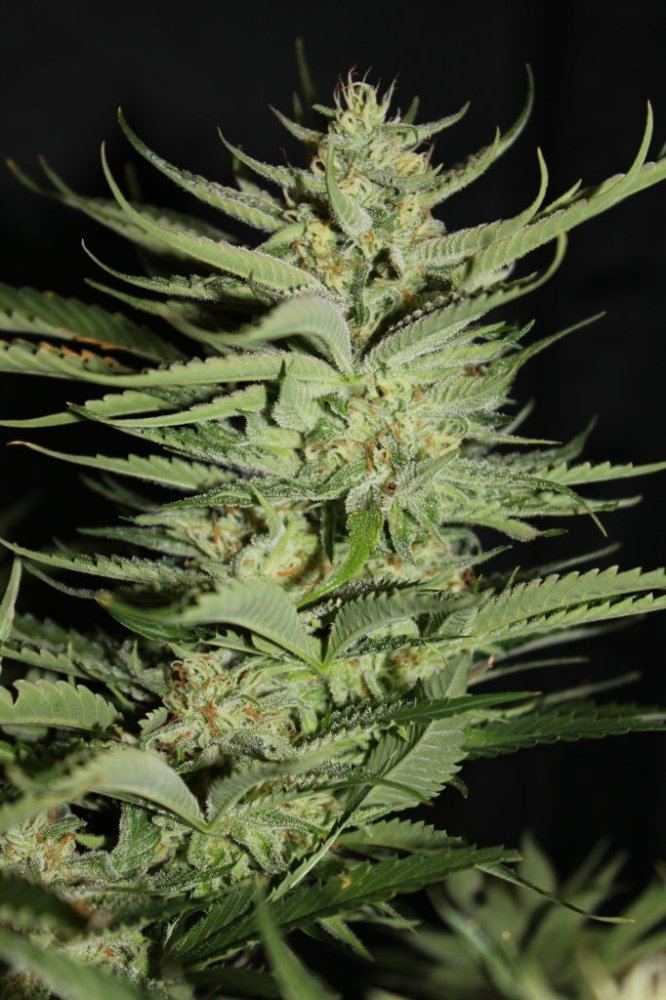Week 7   Pheno2b