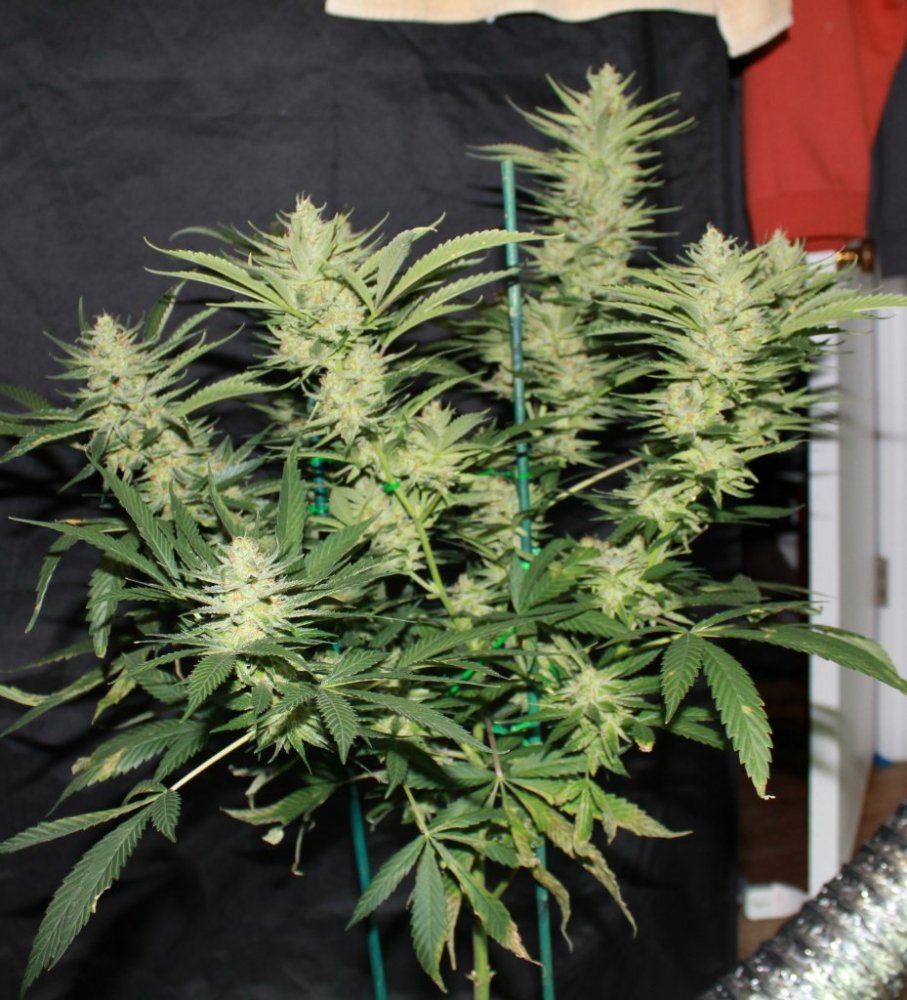 Week 7   Pheno3a