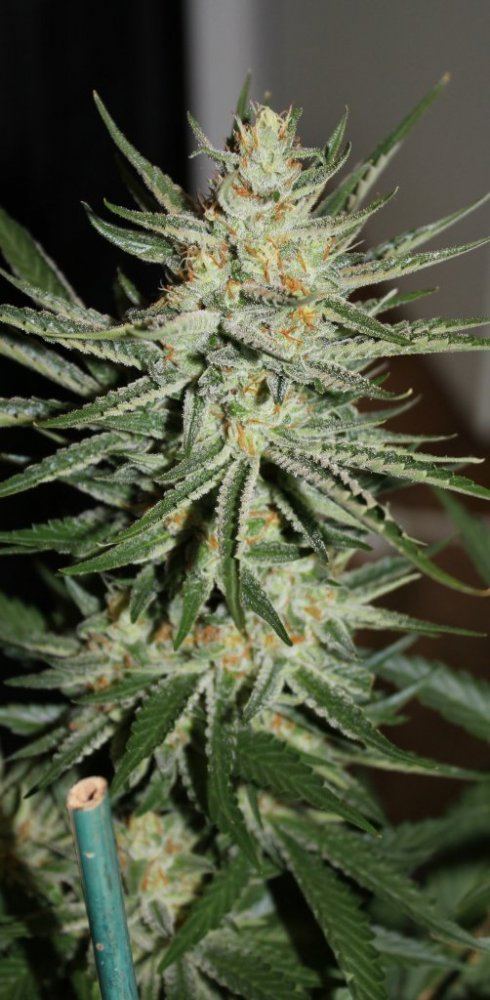 Week 7   Pheno3b