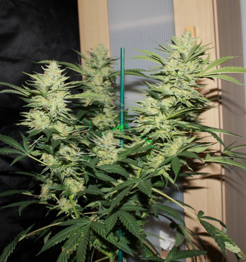 Week 7   Pheno4