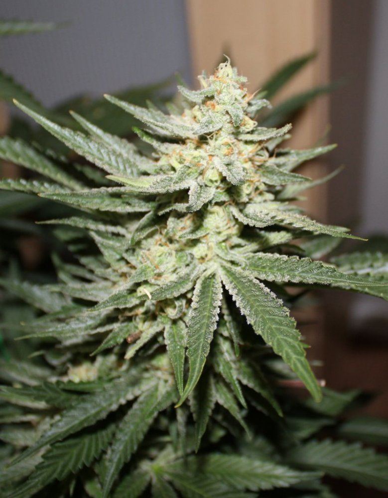Week 7   Pheno4a