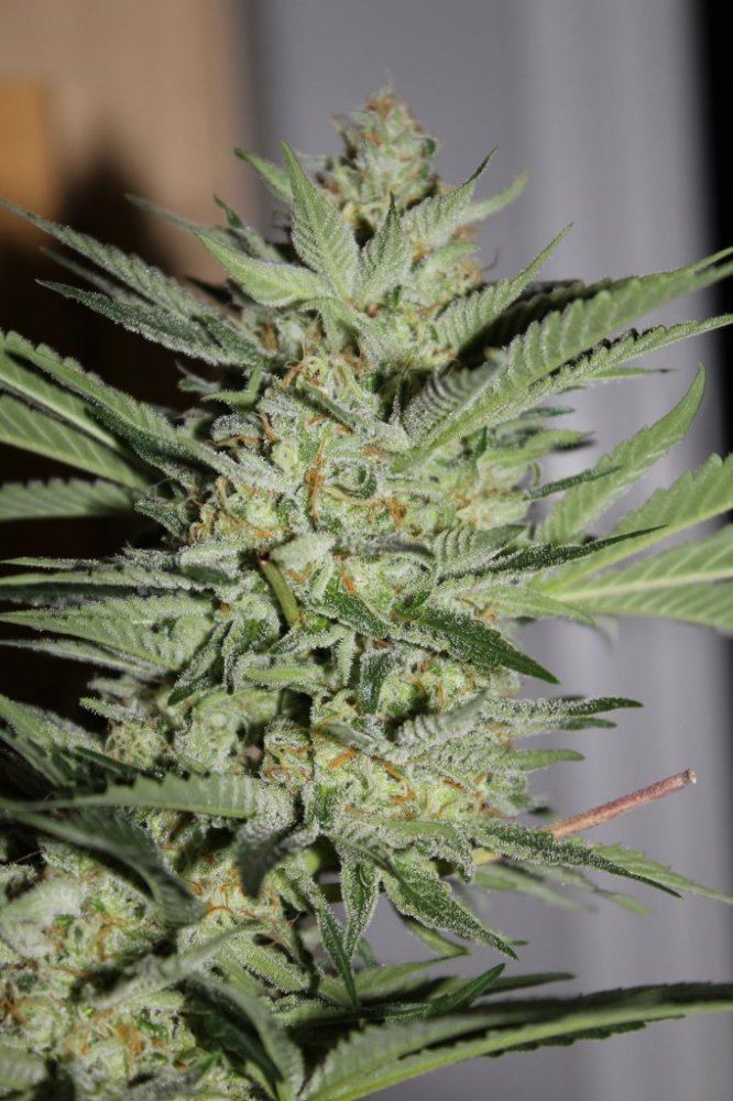 Week 7   Pheno4b