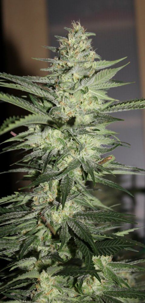 Week 7   Pheno5b