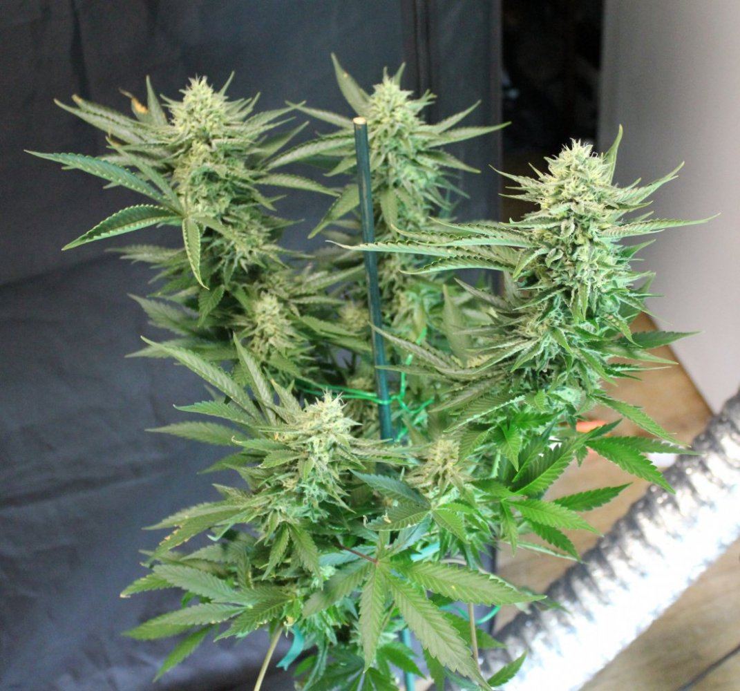 Week 7   Pheno6a