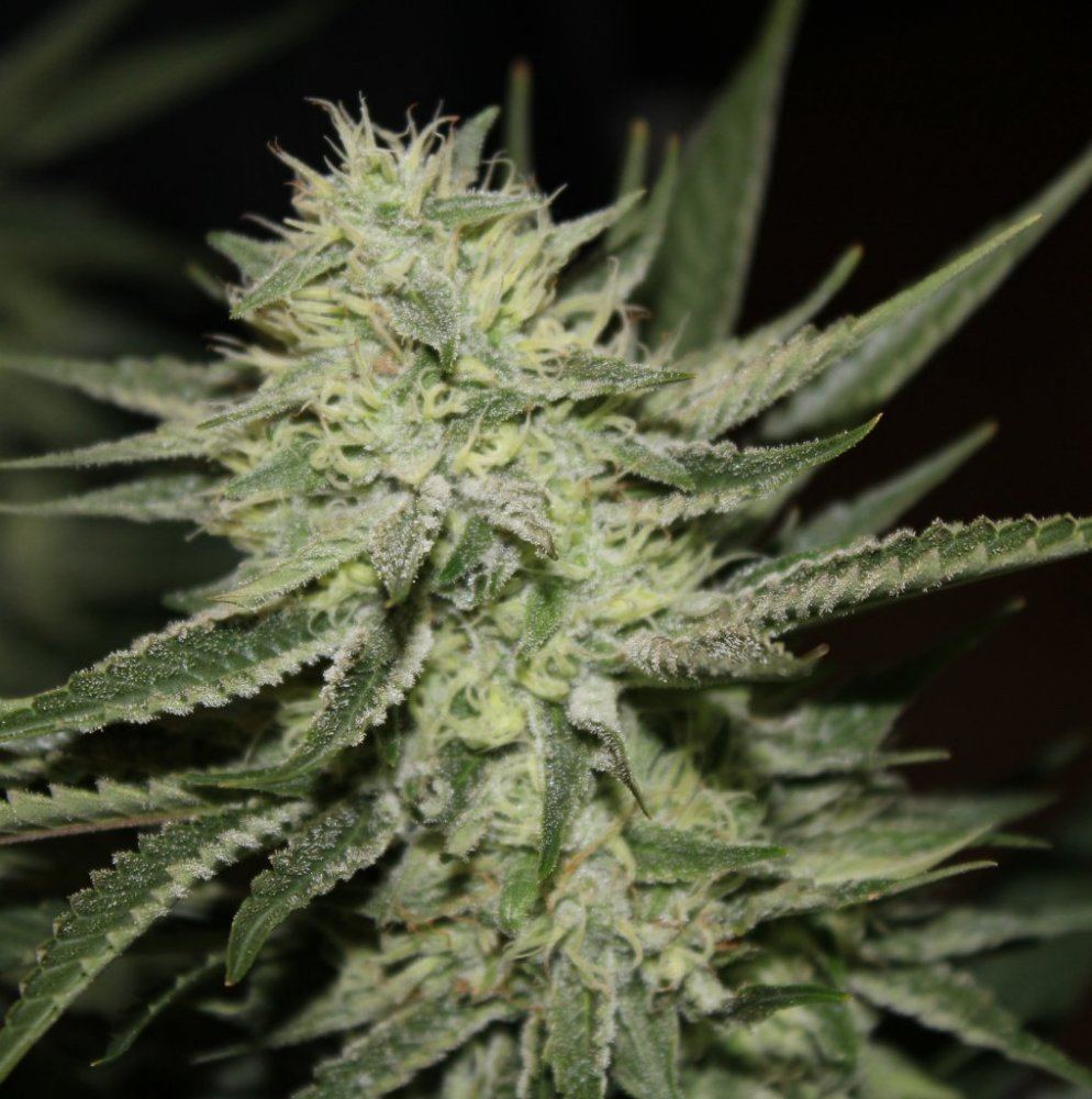 Week 7   Pheno6b