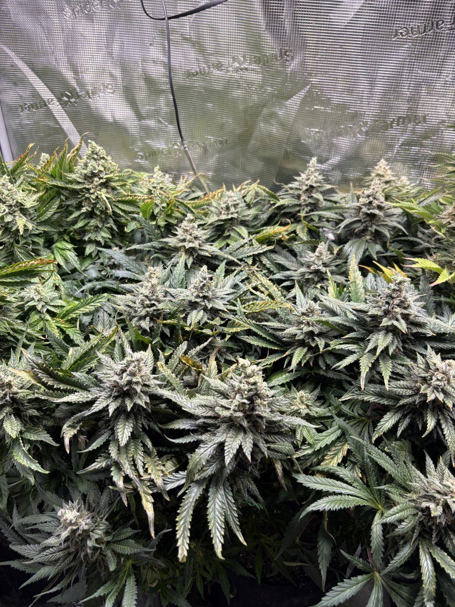 Week 7 pineapple whipgoriila gas update 3