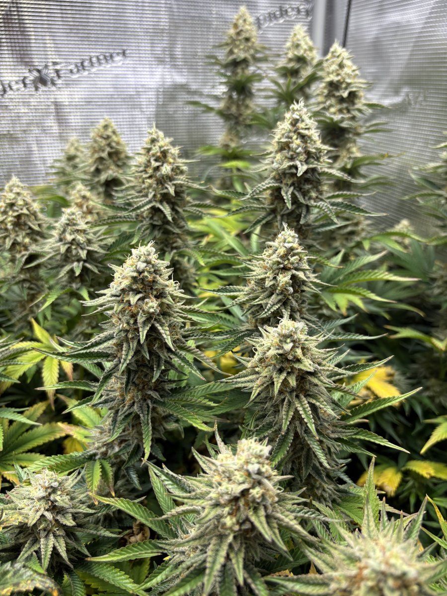 Week 7 pineapple whipgoriila gas update 4