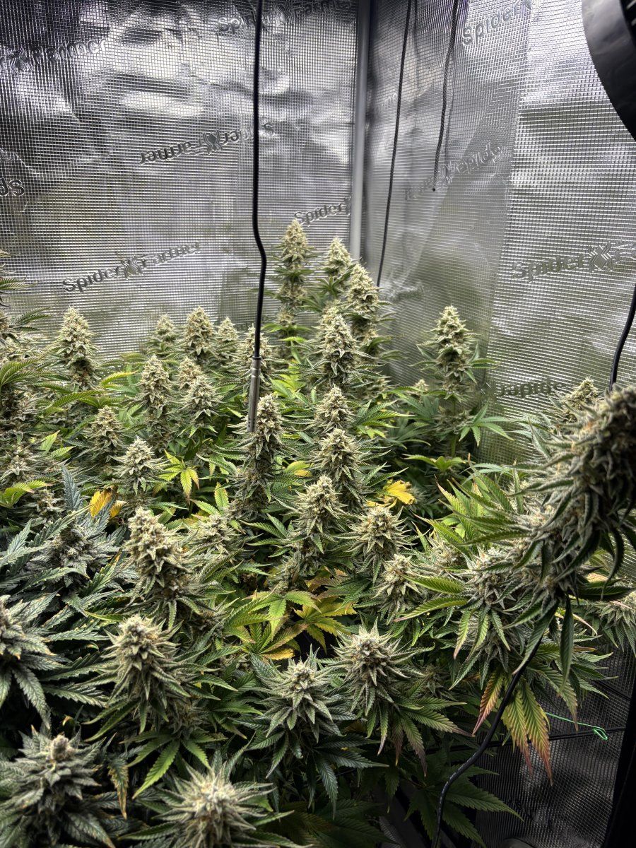 Week 7 pineapple whipgoriila gas update 5