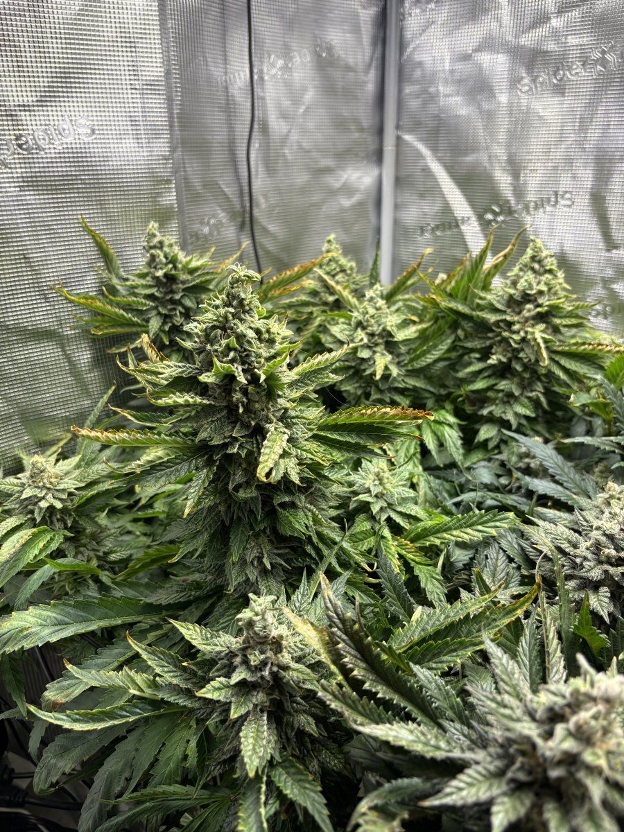 Week 7 pineapple whipgoriila gas update 6