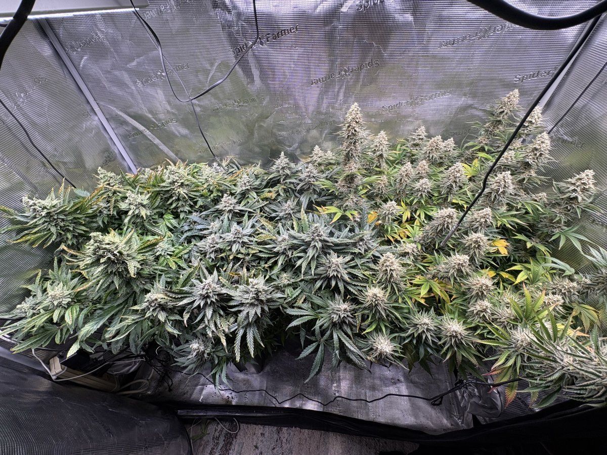 Week 7 pineapple whipgoriila gas update 7