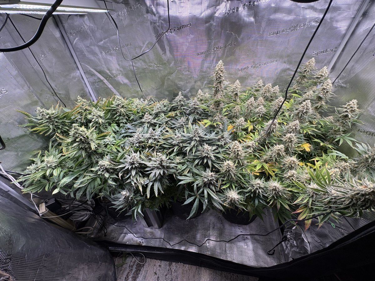 Week 7 pineapple whipgoriila gas update 8