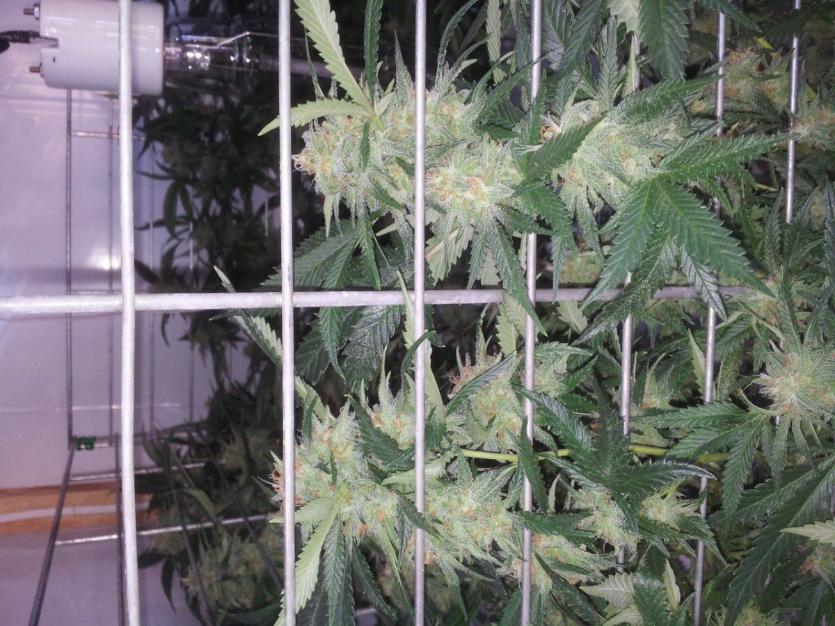 Week 7 twins