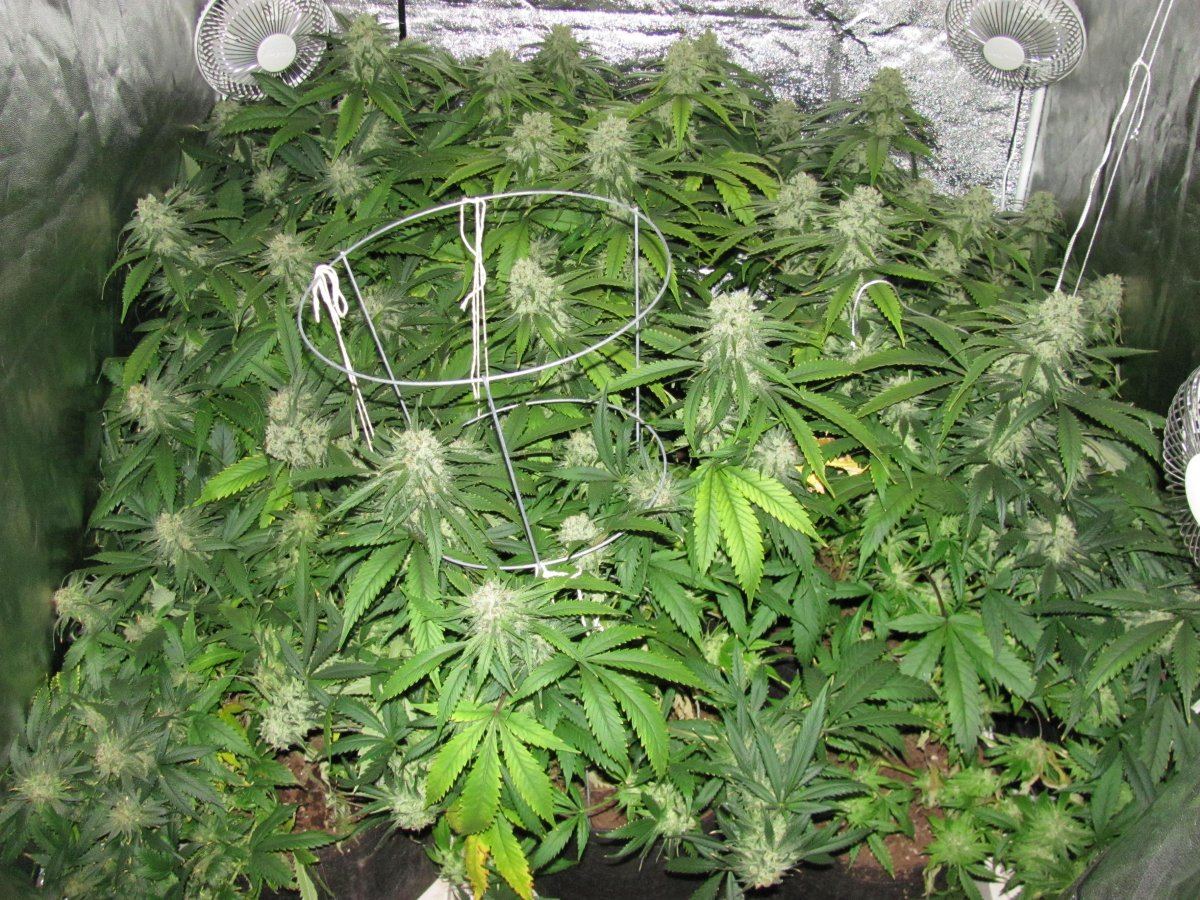Week 7F