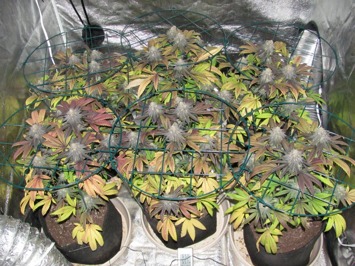 Week 7F