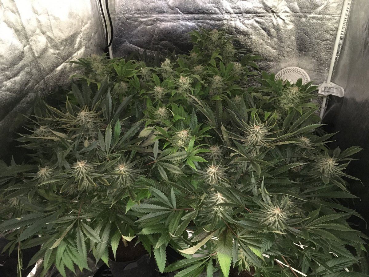 Week 7F