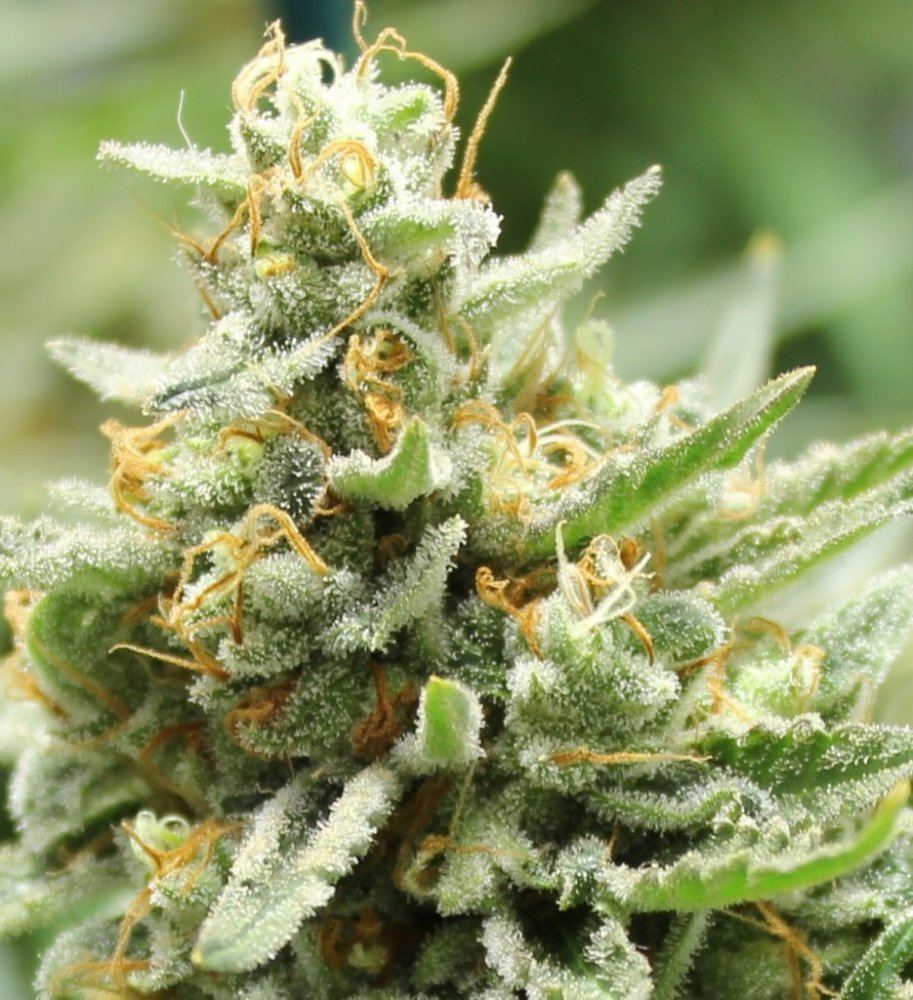 Week 85aa