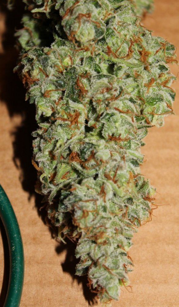 Week 85c
