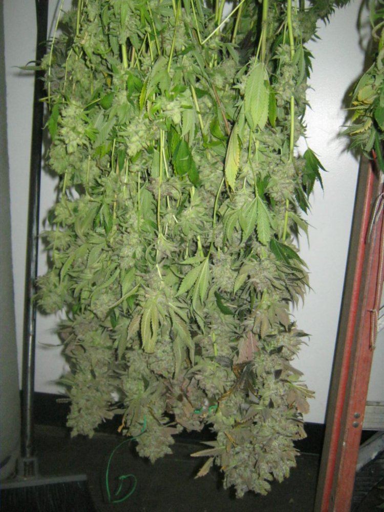 Week 8 aptus 001