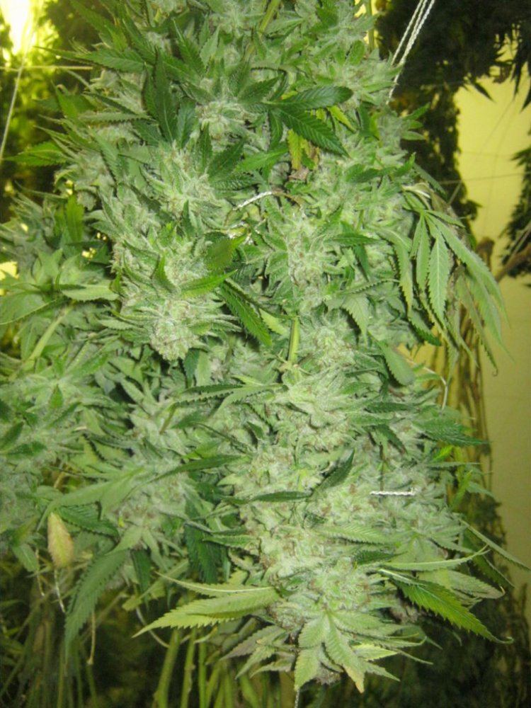 Week 8 aptus 007
