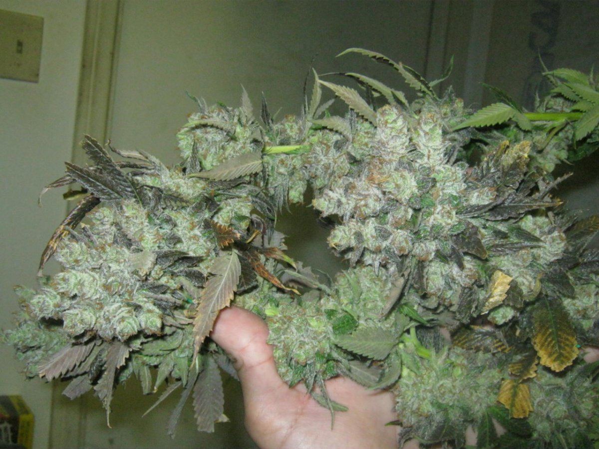 Week 8 aptus 018