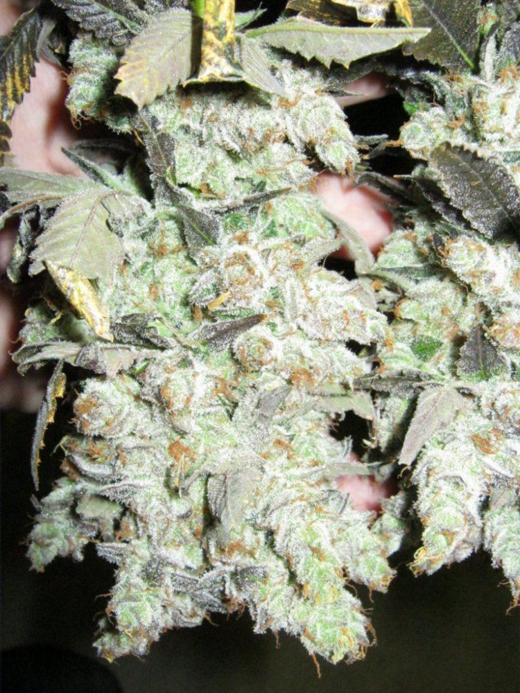 Week 8 aptus 060