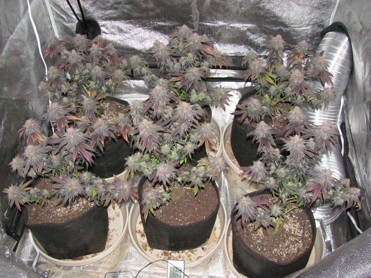 Week 8 Harvest day 60