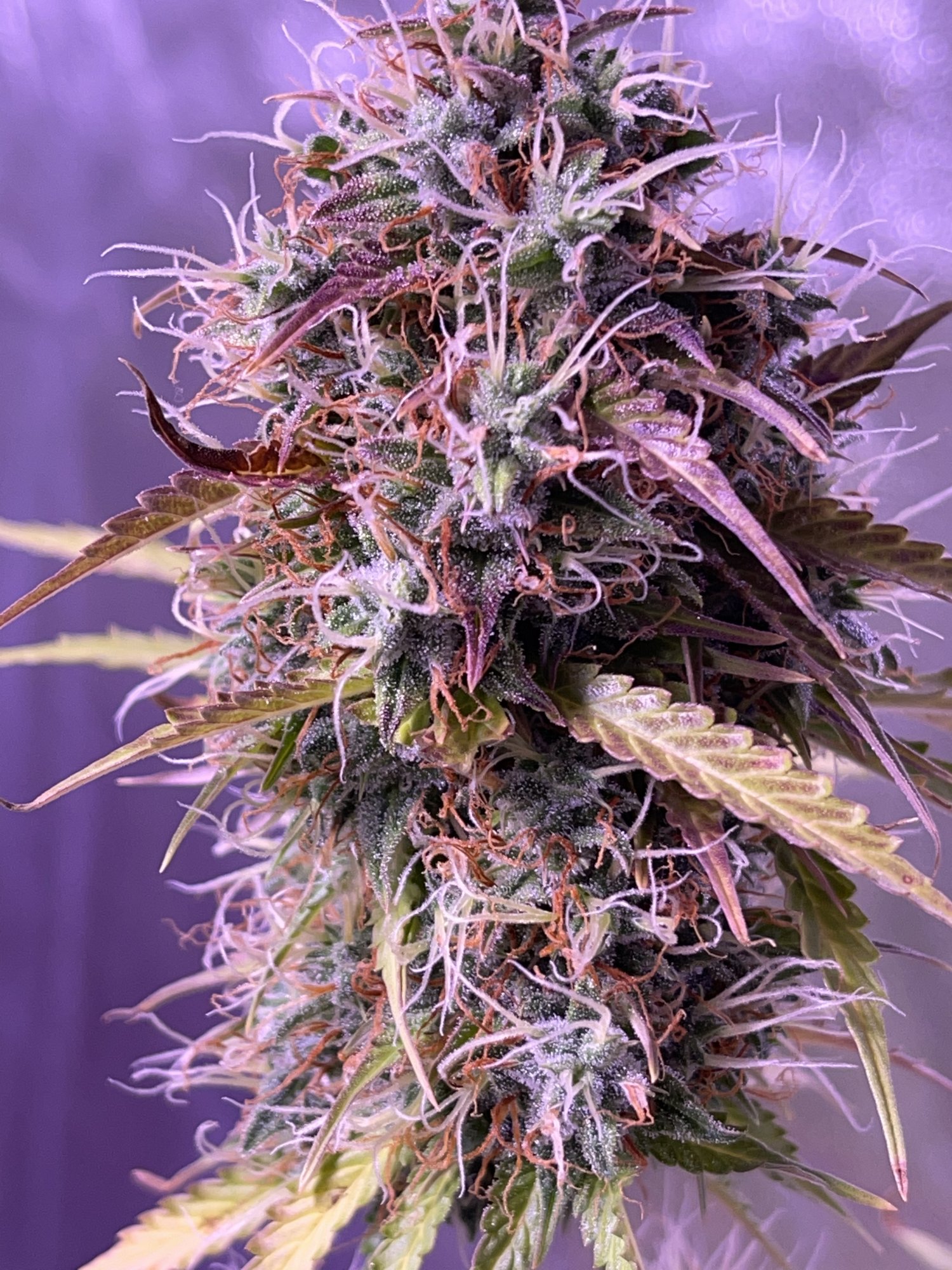 Week 8 hindu kush auto grow 3