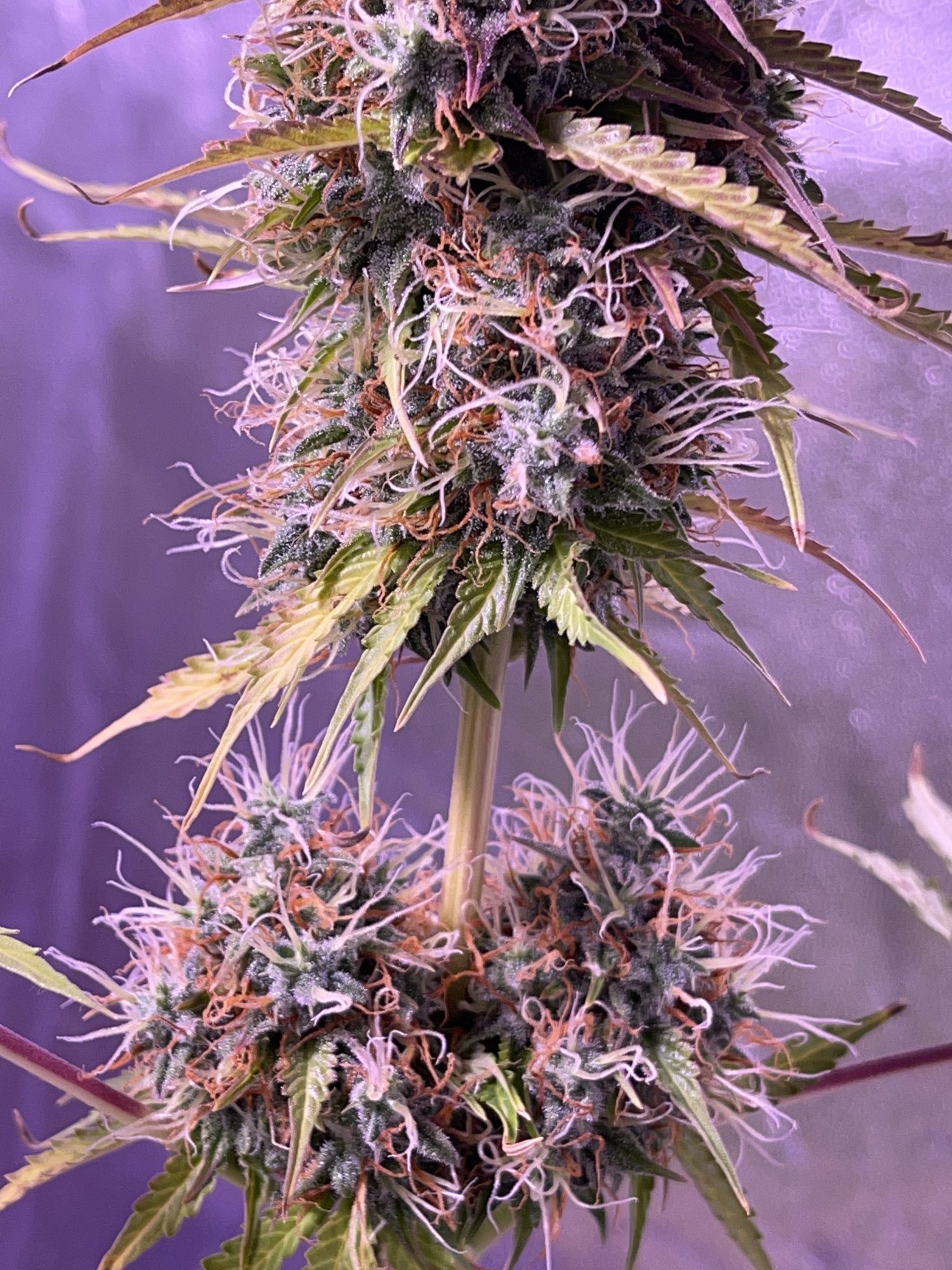 Week 8 hindu kush auto grow 4