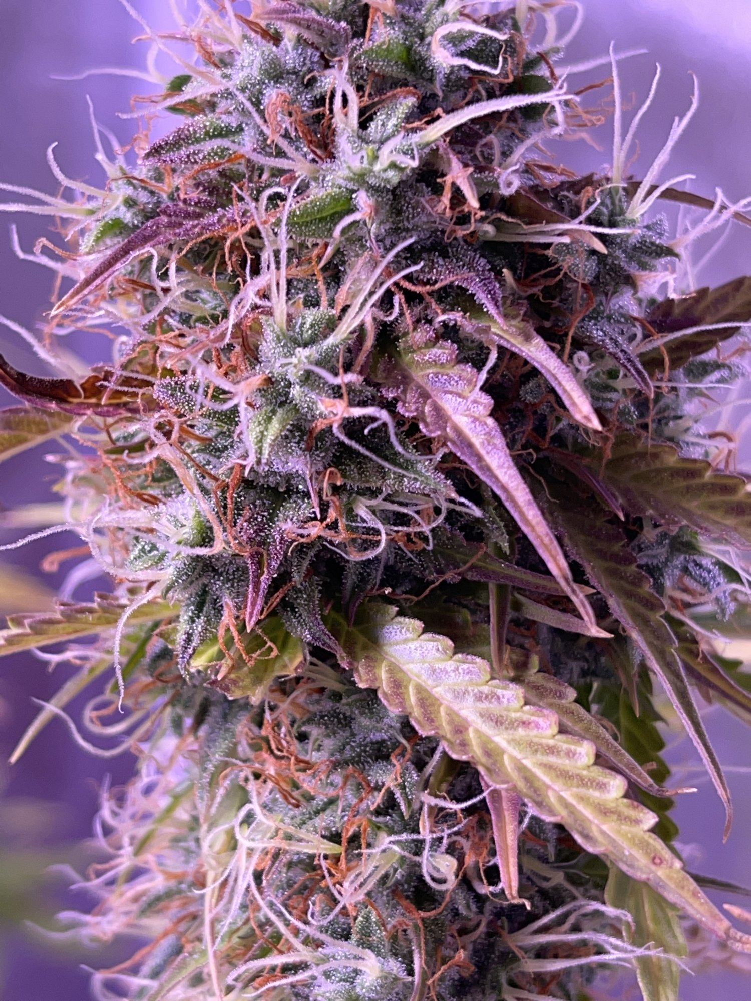 Week 8 hindu kush auto grow 5