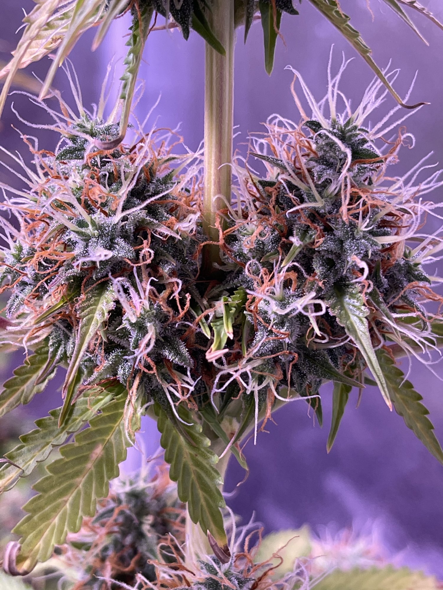 Week 8 hindu kush auto grow 6