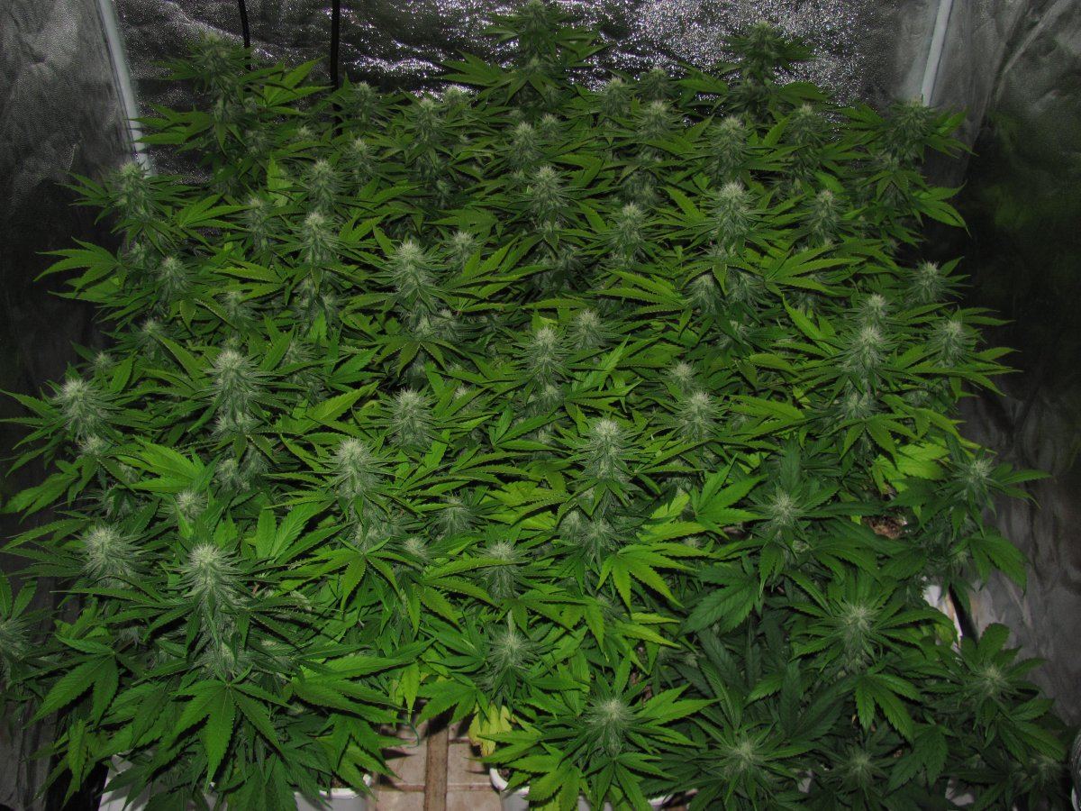 Week 8