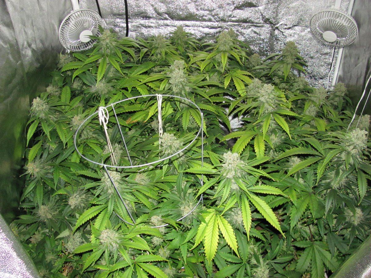 Week 8F