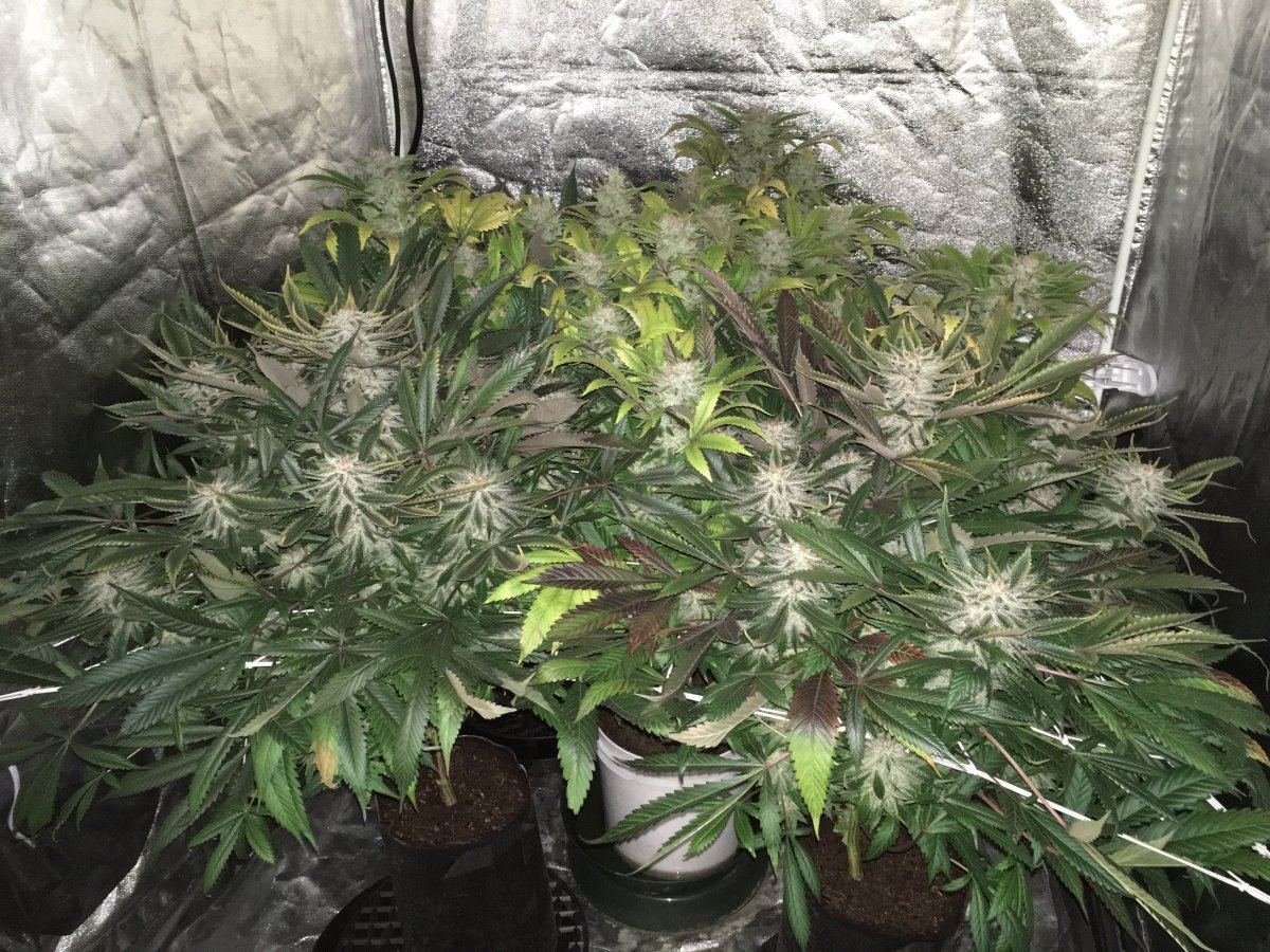 Week 8F