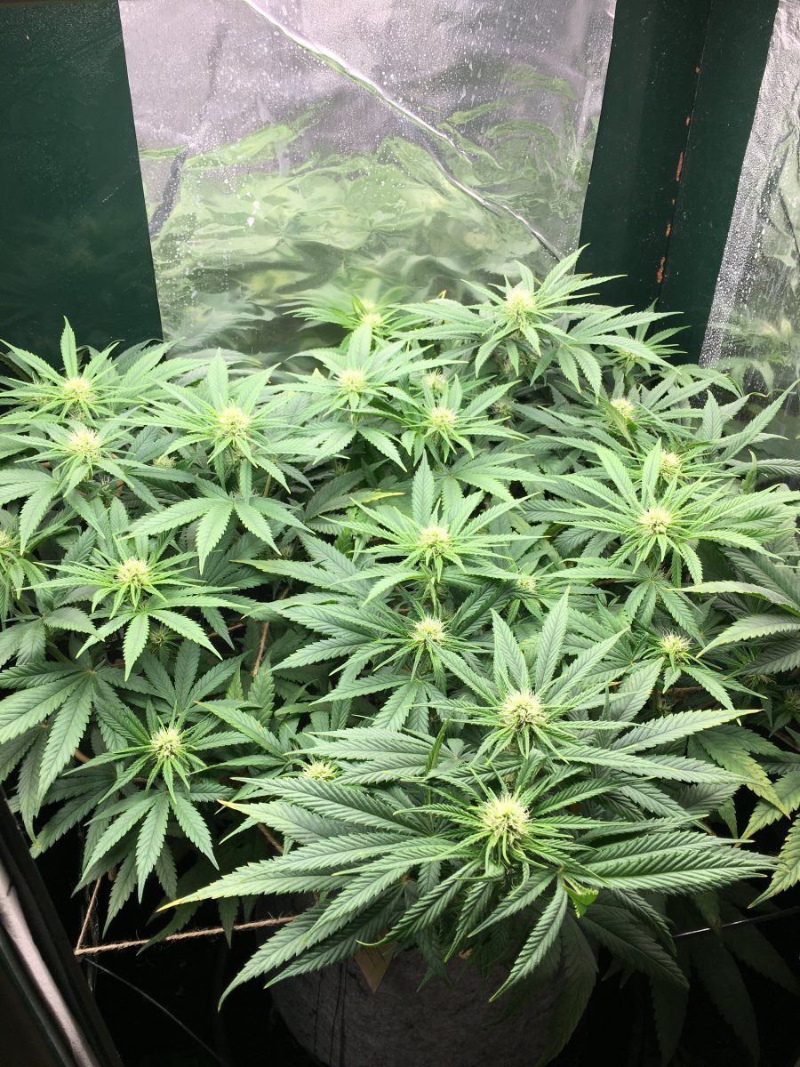 Week 9 F 4