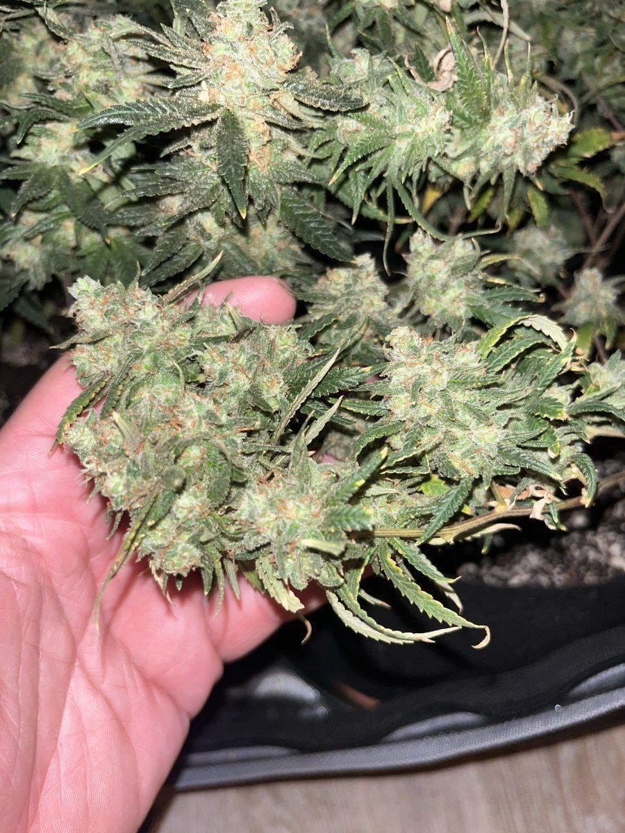 Week 9 flowering time to harvest 3