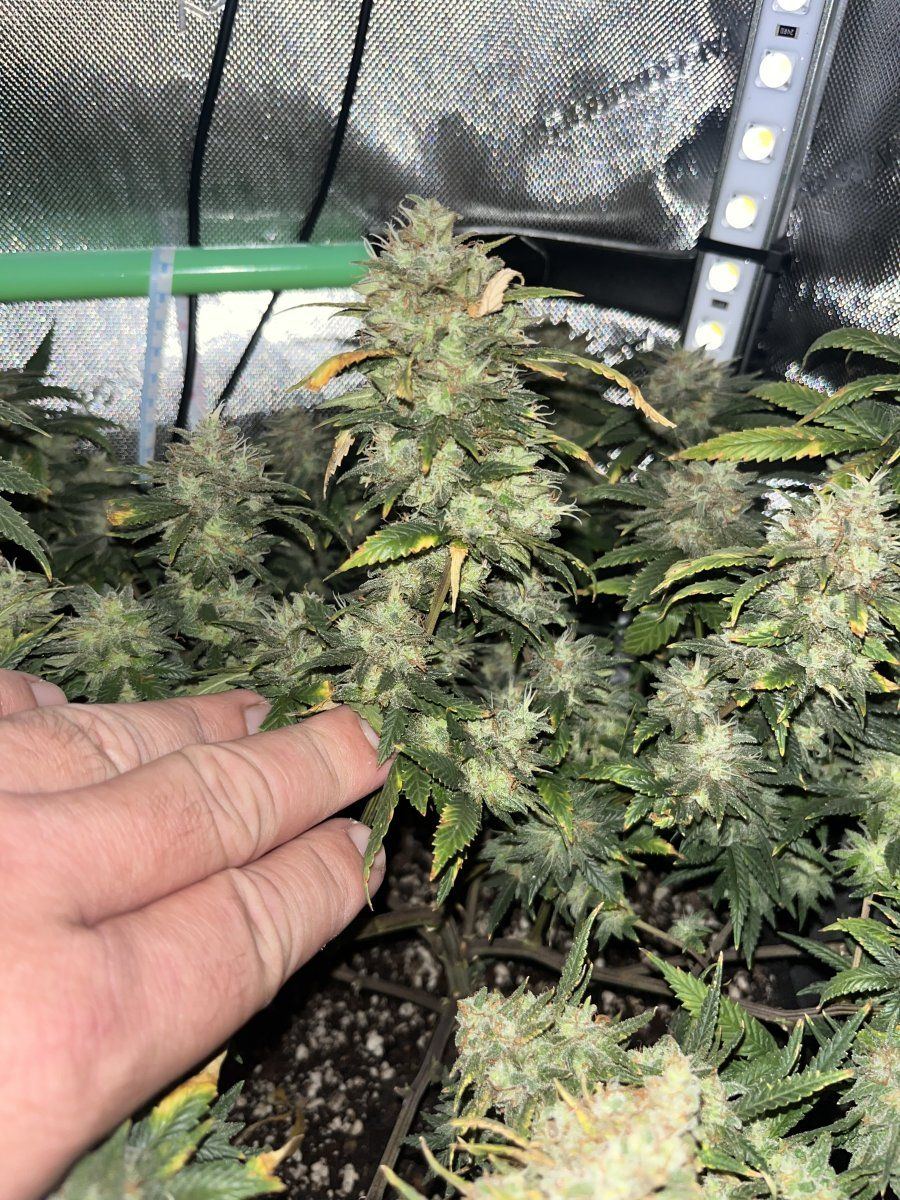 Week 9 flowering time to harvest 4