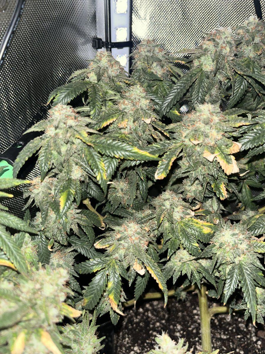 Week 9 flowering time to harvest 5